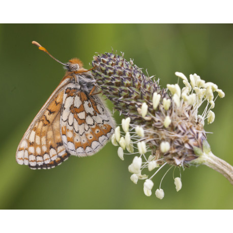 Marsh Fritillary 4