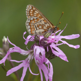 Marsh Fritillary 5
