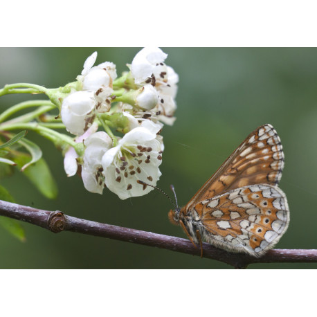 Marsh Fritillary 6