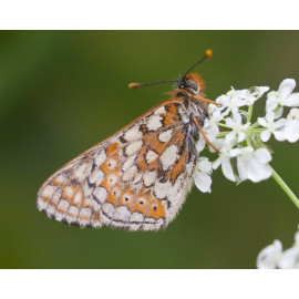 Marsh Fritillary 7