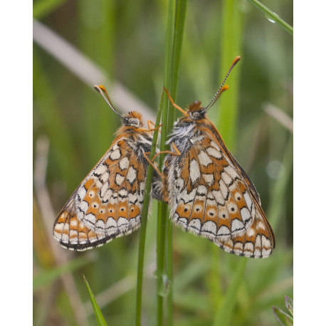 Marsh Fritillaries