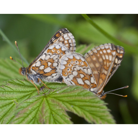 Marsh Fritillaries 1