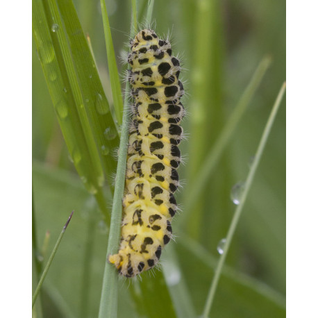 Marsh Fritillary Caterpillar