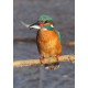 Kingfisher with fish