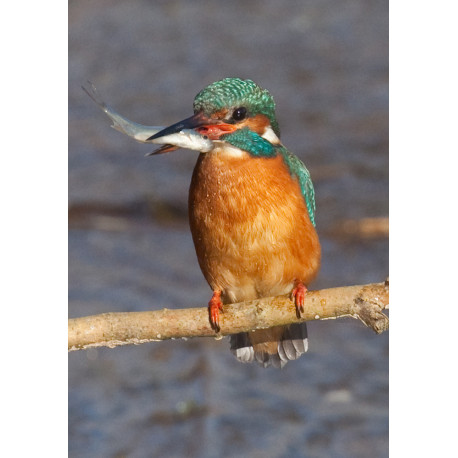Kingfisher with fish