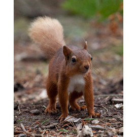Red Squirrel Durham