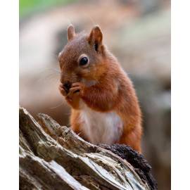 Red Squirrel Durham 1
