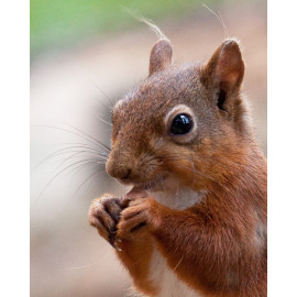 Red Squirrel Durham 3