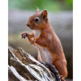 Red Squirrel Durham 4