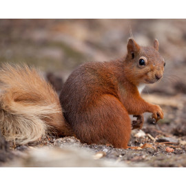Red Squirrel Durham 5
