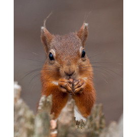 Red Squirrel Durham 6