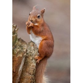 Red Squirrel Durham 7