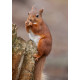 Red Squirrel Durham 7