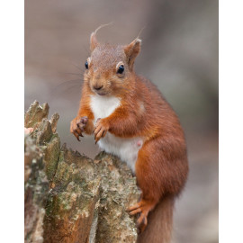 Red Squirrel Durham 8
