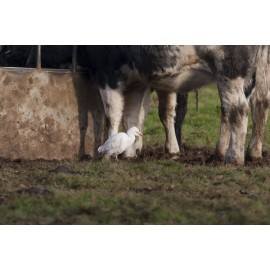 Cattle Egret Surlingham