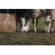 Cattle Egret Surlingham