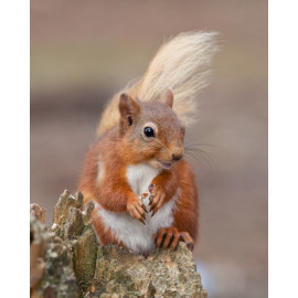 Red Squirrel Durham 9