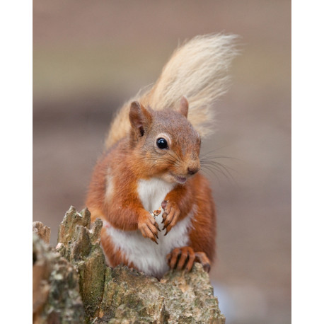 Red Squirrel Durham 9
