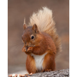 Red Squirrel Durham 10