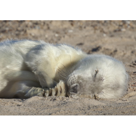 Grey Seal Pup