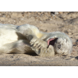 Grey Seal Pup 1