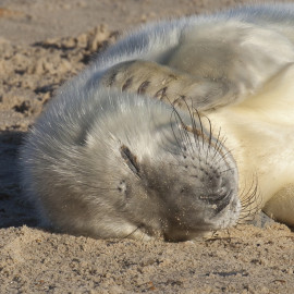 Grey Seal Pup 2
