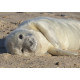 Grey Seal Pup 3