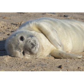 Grey Seal Pup 3