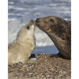Grey Seal Pup  and Mum