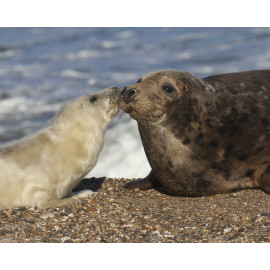 Grey Seal Pup  and Mum 1