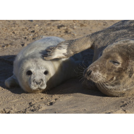 Grey Seal Pup  and Mum 2