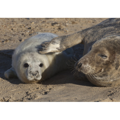 Grey Seal Pup  and Mum 2