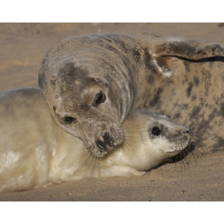 Grey Seal Pup  and Mum 4