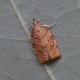 Checkered Fruit Tree Tortrix
