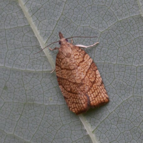 Checkered Fruit Tree Tortrix