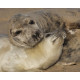 Grey Seal Pup  and Mum 3