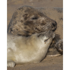Grey Seal Pup  and Mum 5