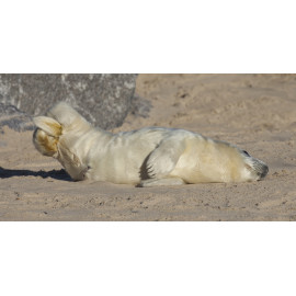 Grey Seal Pup 4