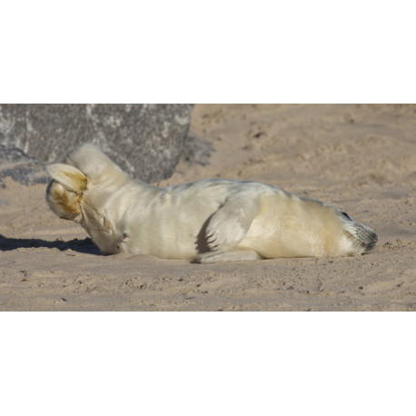 Grey Seal Pup 4