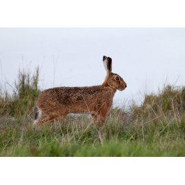 Hare Cley
