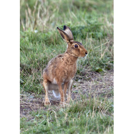 Hare Cley 1