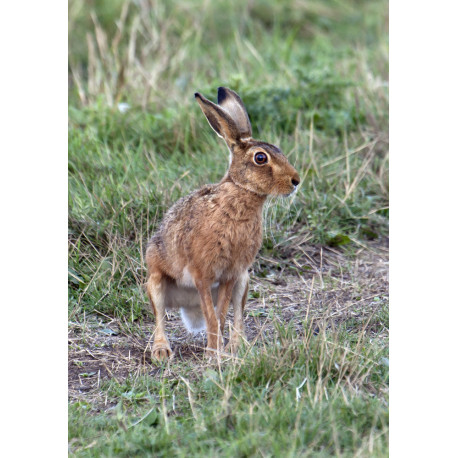 Hare Cley 1