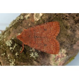 Chestnut Moth