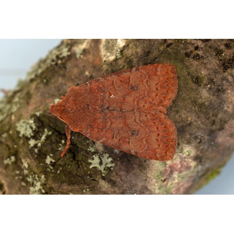 Chestnut Moth