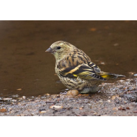 Siskin Juvenile Drinking 1