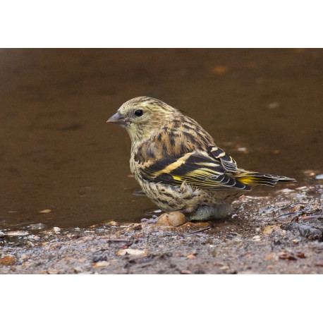 Siskin Juvenile Drinking 1