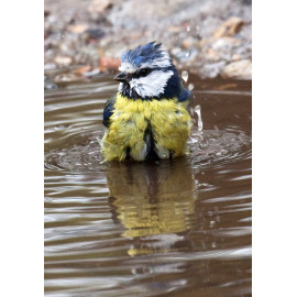 Blue Tit Washing