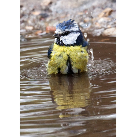 Blue Tit Washing