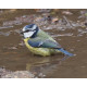 Blue Tit Washing 1