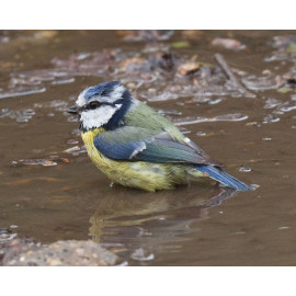 Blue Tit Washing 1